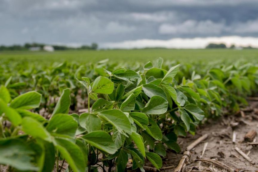 Glyphosate Lawsuit Frenzy