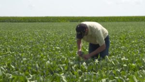 Sulfur Fertilization on Soybeans