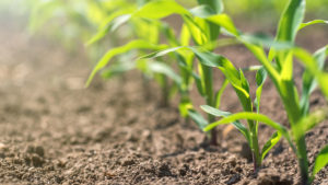 Here’s How to Select the Right Starter Fertilizer for Corn