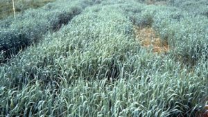 Nutrient Management for Successful Cover Crops
