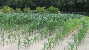Biofertilizers Taking More Steps Forward