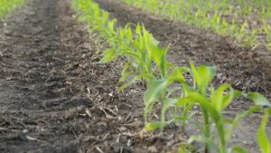 TFI Strengthening Promotion of 4R Nutrient Stewardship With New Resources
