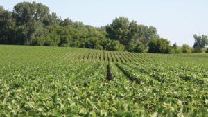 Phosphorus and Potassium Management for 2020