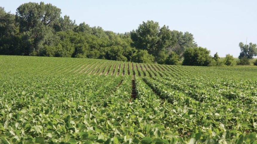 USDA Estimates More Corn, Soybean Supplies Than Previous Forecast