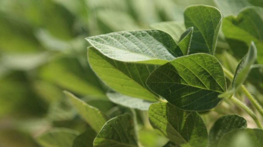 FMC Continues to Grow U.S. Biologicals Portfolio