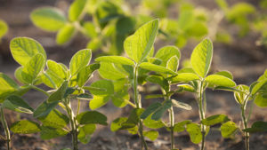 Break Through Yield Barriers By Building Better Plants