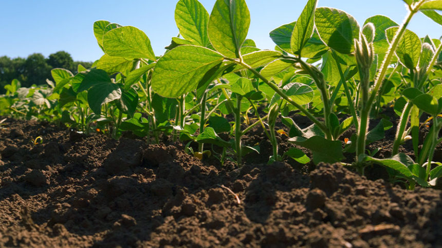 Dicamba Update: Three FMC Herbicides Added to XtendiMax Label