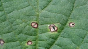 Take Action Now to Resist Fungicide Resistance
