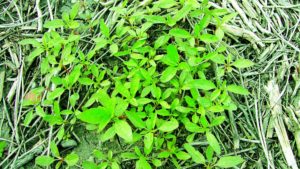 Tank-Mixing Herbicides May Not Be Enough to Avoid Herbicide Resistance