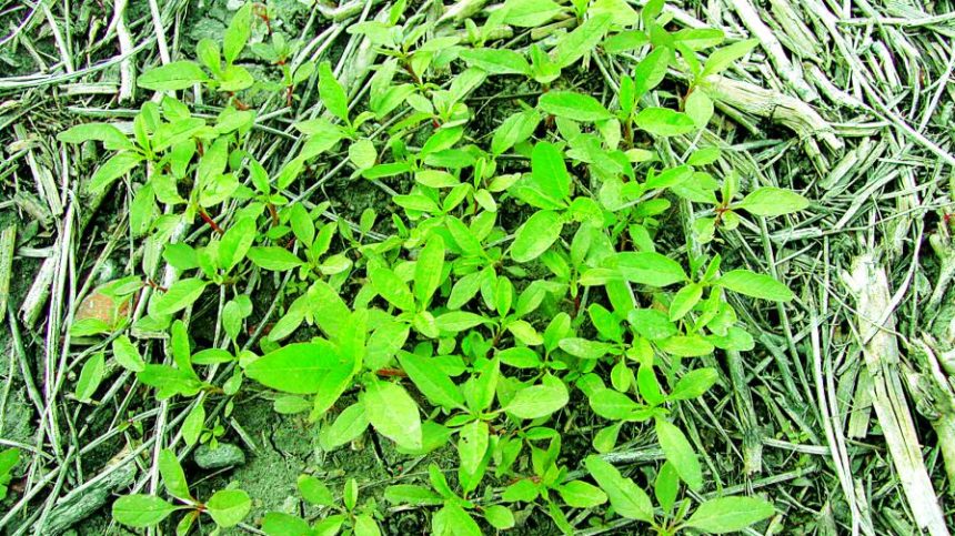 Tank-Mixing Herbicides May Not Be Enough to Avoid Herbicide Resistance
