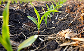 Verdesian: Seed Treatment Can Make a World of Difference this Spring