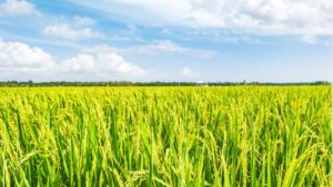Indigo Ag’s Data Dive
