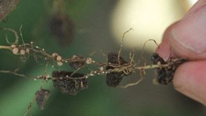 ISU Scientists Overcome Repetitive DNA to Sequence the Genome of Devastating Soybean Pest