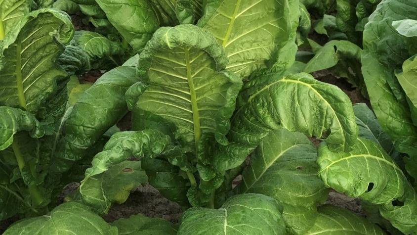 Fate of Dicamba Clearer, As EPA Allows Existing Stocks Use
