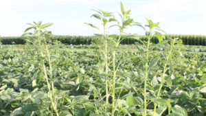 For Weeds, Resistance is Not Futile