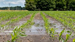 The 2019 Growing Season – ‘Uniquely’ Forgettable
