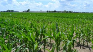 Maximizing Yield, Reducing Phosphorus Loss at Edge of Field