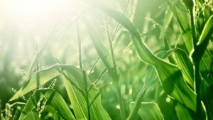 Nufarm Introduces Precinct Seed Treatment