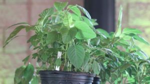 BASF Steps Up the War on Resistant Weeds