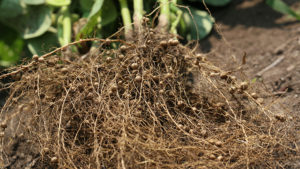 Plan early for crop success.