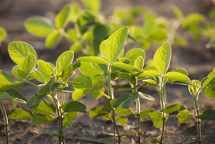 EPA on Dicamba: ‘We Need to Have Certainty for Our Growers’