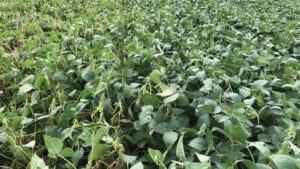 Answering Your Top Questions About White Mold in Soybeans
