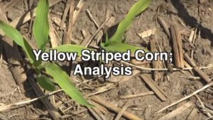 Identifying Nutrient Deficiencies in Yellow-Striped Corn