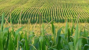 Indigo Ag and Red Trail Energy Collaborate on Sustainable Biofuels to Maximize Benefits From Clean Fuel Tax Credit Programs