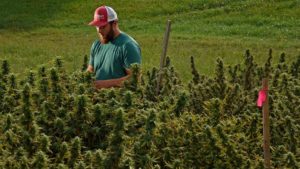 Marrone Bio Innovations Announces Biofungicides Approved for Hemp