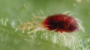 New Discovery in Plant-Pest Warfare Could Lead to Sustainable Farming Solutions