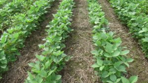 FMC Launches New Authority Edge Herbicide in the U.S.