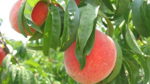 For Dicamba, the Future Is Lawsuits