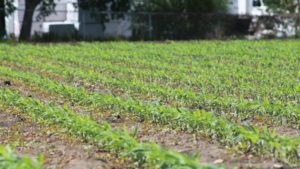 The Complex Picture of Grower-Customer Finances in 2020