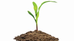 Regulatory Harmony Tops Most Pressing Issues for Biostimulants Market