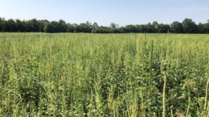 New Mode of Action to Treat Superweeds