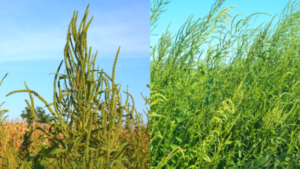 Thinking About Skipping Residuals in Soybeans? Forget About It.