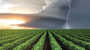 Illinois Allows Continued Dicamba Use, Extends Cut-Off Date
