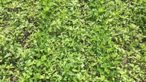 Historic Prevent Planting in 2019 Requires a Solid Weed Control Plan This Year