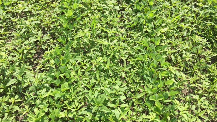 Historic Prevent Planting in 2019 Requires a Solid Weed Control Plan This Year