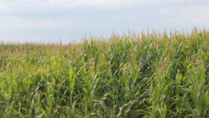 Nufarm Introduces New Concentrated Azoxystrobin Seed Treatment