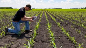 High-Tech Corn Scouting
