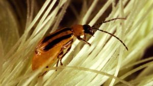 Pattern Ag, Stine Seed Form Partnership to Predict Corn Rootworm Pressure