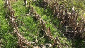 Illinois Study Shows Universally Positive Effect of Cover Crops on Soil Microbiome