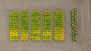 An Oilseed’s Forward Progress is Good News for CRISPR. Can the Momentum be Maintained?