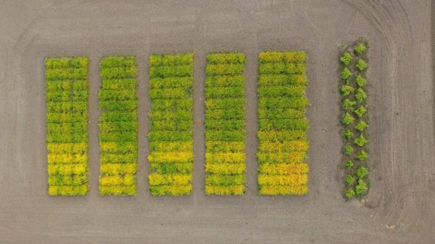 An Oilseed’s Forward Progress is Good News for CRISPR. Can the Momentum be Maintained?