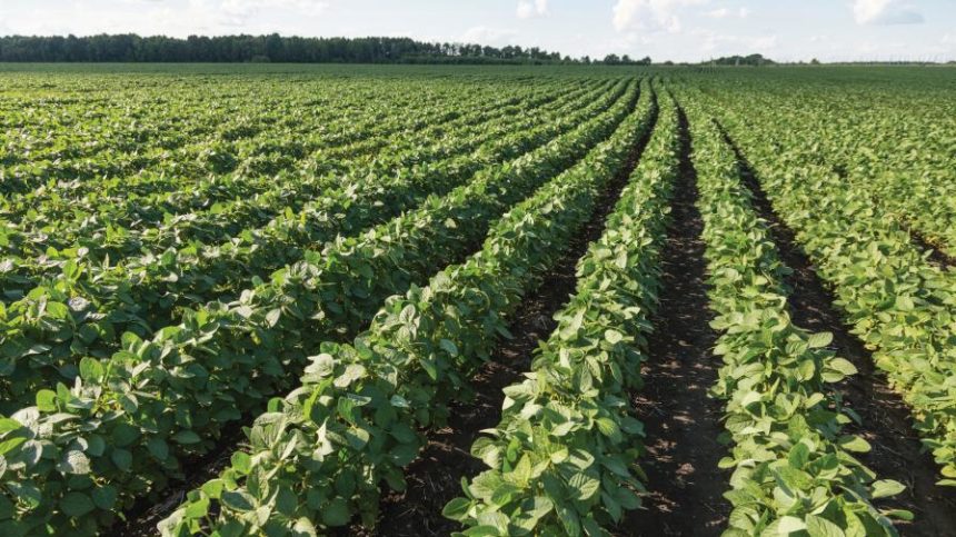 Valent Offers New Tank Mix Option for Soybeans