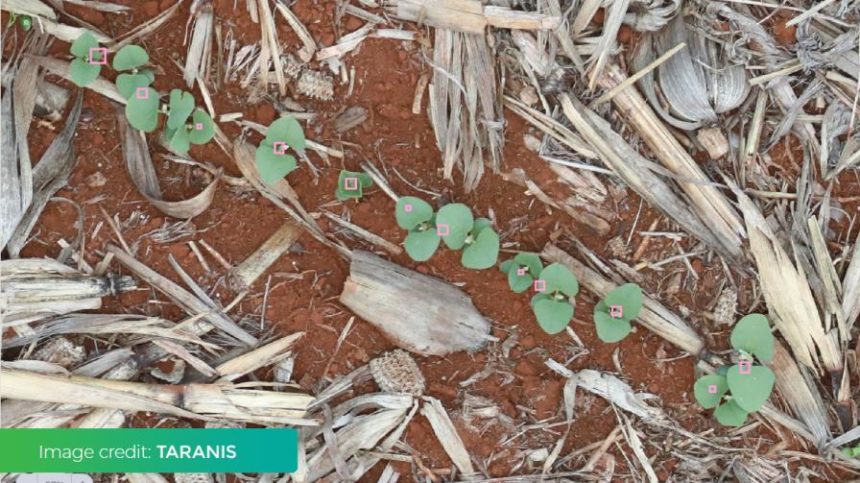 Ohio State-Integrated Ag Services Partnership Takes Field Scouting to the Next Level