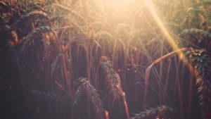 National Wheat Foundation Names Anne Osborne as Executive Director