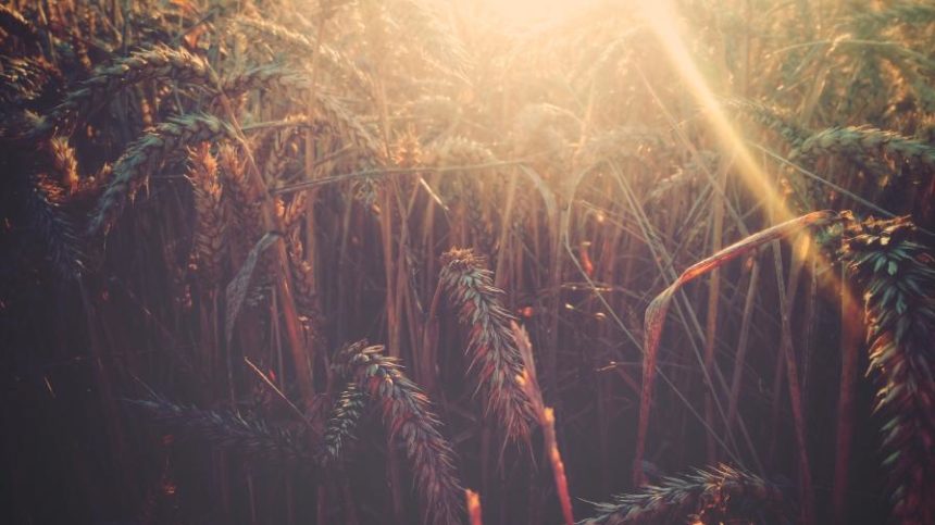 Nano-Yield and Shriram Farm Solutions Ink Technology Distribution Agreement