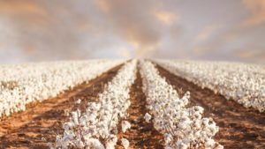 Corteva Agriscience Acquires Full Ownership of PhytoGen Seed
